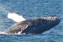 Humpback Whale passing by